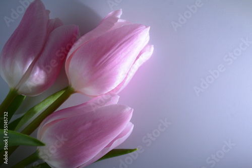 Three delicate beautiful tulips on a light background
