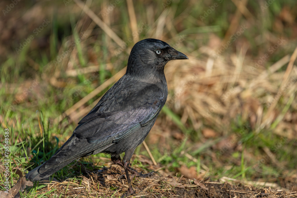 Fototapeta premium Jackdaw bird with black feathers in green dry spring grass in sunny day