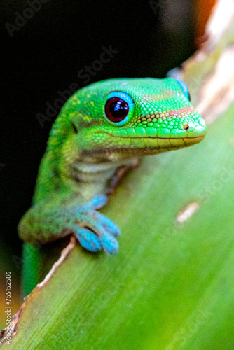 Madagascar Gold-Dusted Day Gecko in Hawaii