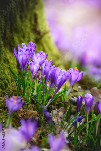 Purple crocus. View of blooming spring flowers crocus growing in wildlife. A single crocus, a bunch of crocuses, a meadow full of crocuses, close-up crocus © Кристина Чижмар
