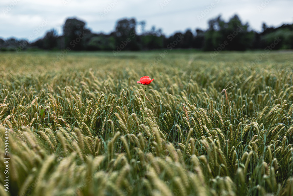 A pretty poppy flower alone in a field in summer