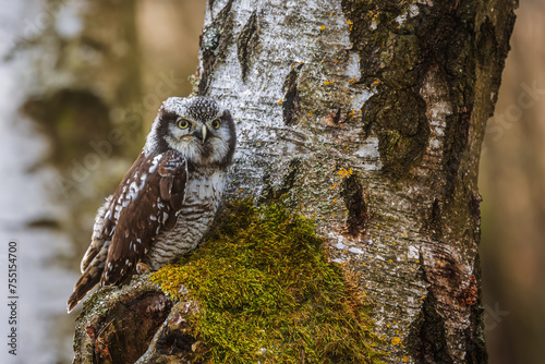 northern hawk-owl (Surnia ulula) blends more colourfully with the birch bark photo