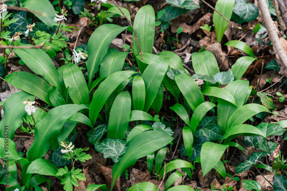 Obraz premium wild garlic in the forest