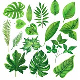 An illustration showcasing nine different types of green leaves, each with unique shapes and vein patterns, set against a white background