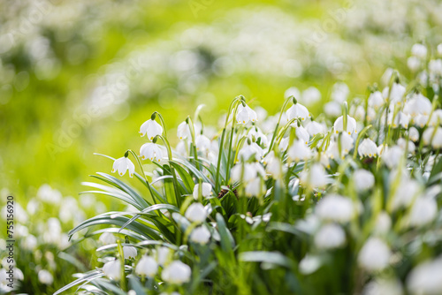 Many wild spring snowflake flowers on field - Leucojum vernum