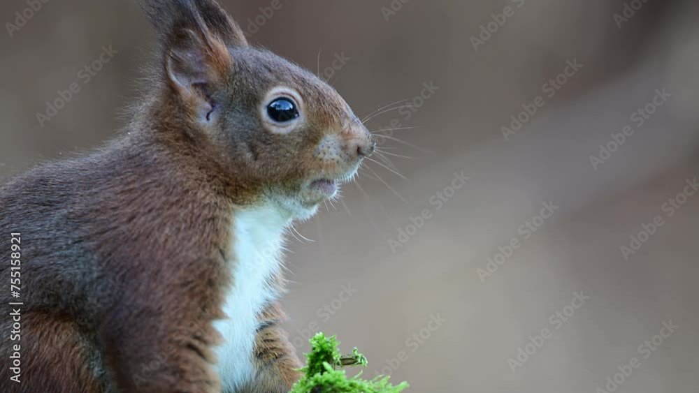 Red squirrel eats a nut and watches carefully as a jay gives a warning call, european red squirrel, winter, north rhine westphalia, (sciurus vulgaris), germany Red squirrel eats a nut and watches carefully as a jay gives a warning call, european red squirrel, winter, north rhine westphalia, (sciurus vulgaris), germany