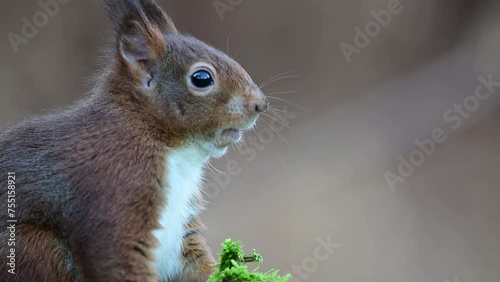 Red squirrel eats a nut and watches carefully as a jay gives a warning call, european red squirrel, winter, north rhine westphalia, (sciurus vulgaris), germany