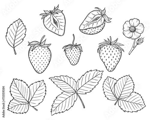 Vector strawberry line art illustration set with berries, leaves and flowers, hand drawn botanical outline drawing, monochrome sketch. Design elements for coloring book, background, pattern, packaging