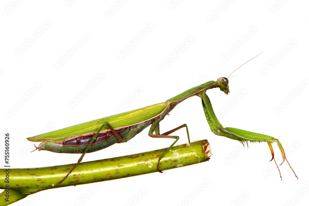 Female European Mantis or Praying Mantis, Mantis religiosa, in front of white background Female European Mantis or Praying Mantis, Mantis religiosa, in front of white background