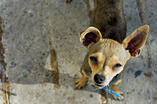 portrait of a puppy