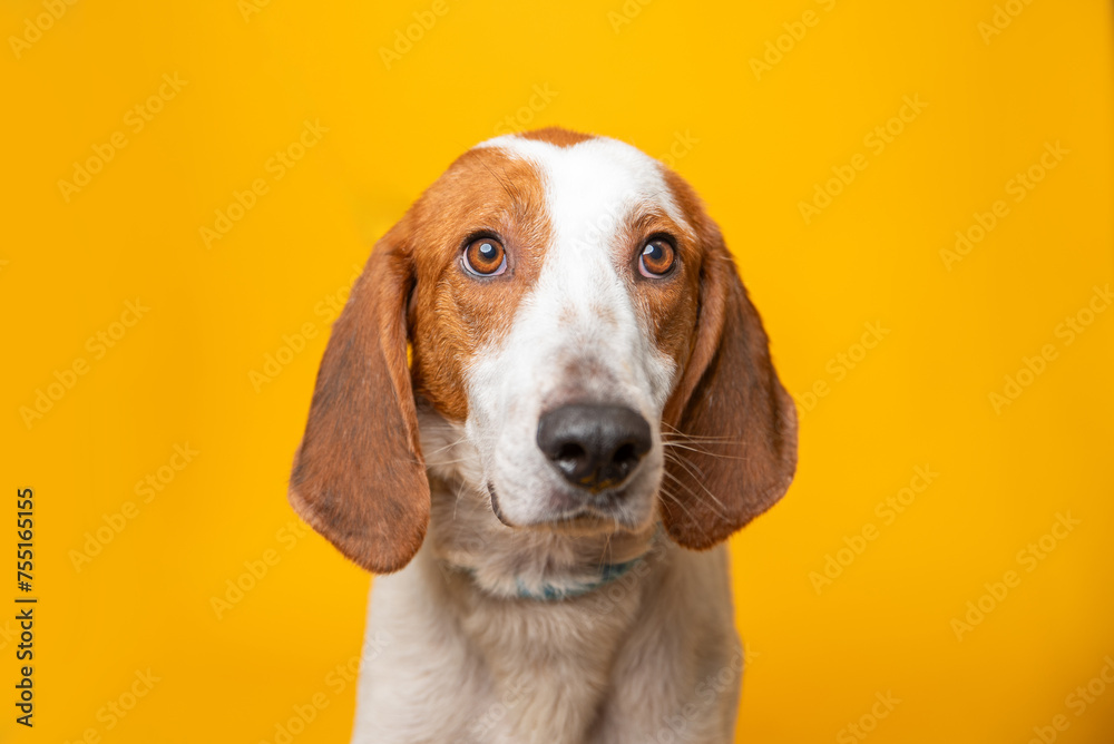 Portrait of mixed breed shelter dog on a bright yellow backdrop. Second chance photo, colorful dog portrait. 