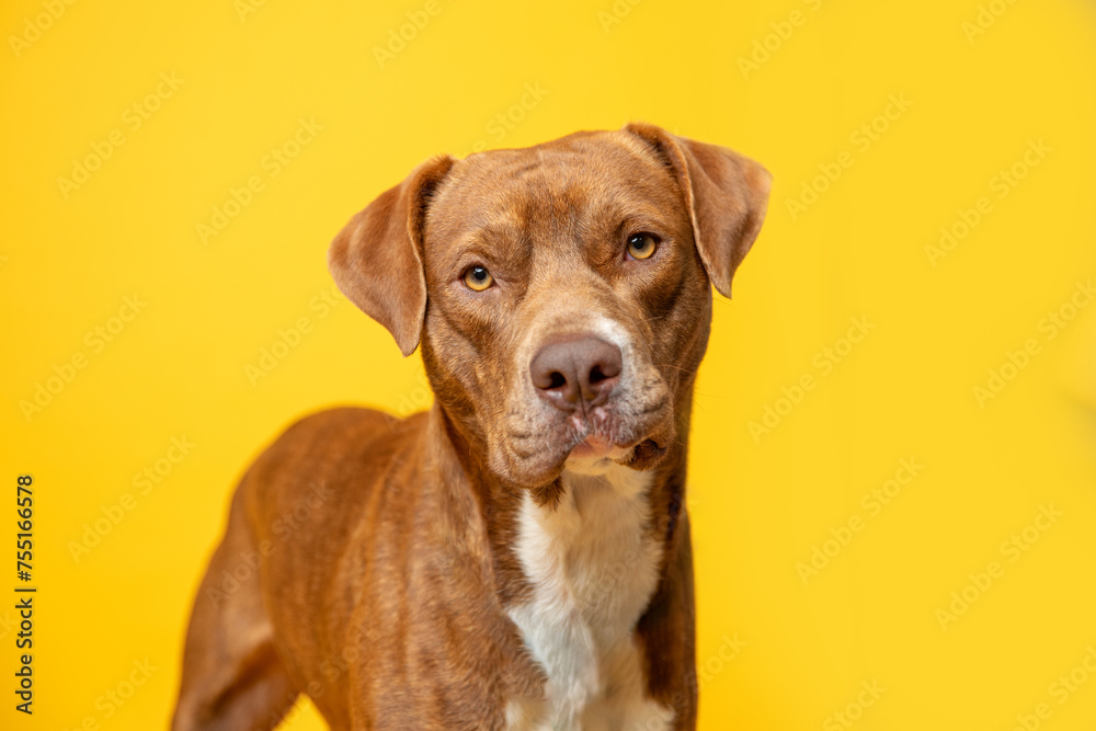 Portrait of mixed breed shelter dog on a bright yellow backdrop. Second chance photo, colorful dog portrait. 