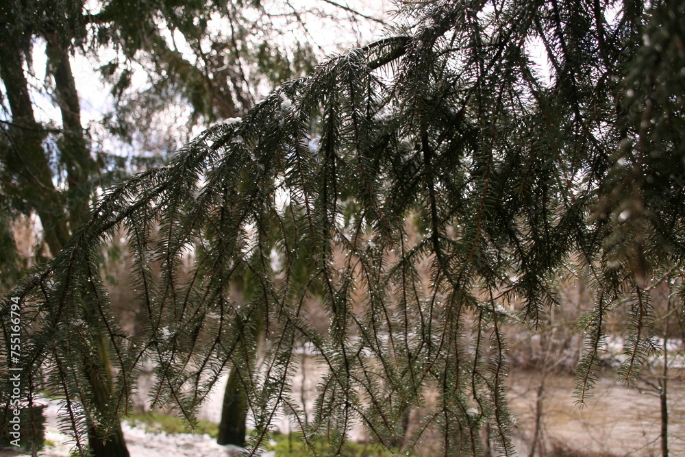 Naklejka premium Pine branches with snow