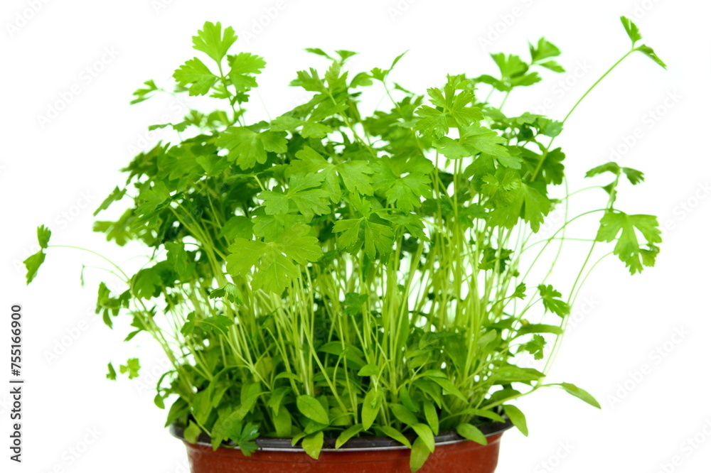 Fresh green Parsley isolated on white background. Fresh green Parsley isolated on white background.