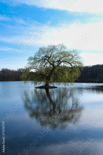 Insel mit Baum im Waldsee