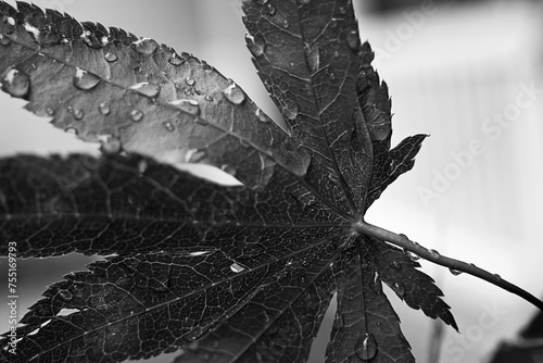 Maple Leaf with Water Droplets. A close-up black and white photograph captures a leaf with water droplets clinging to its intricate surface. 
