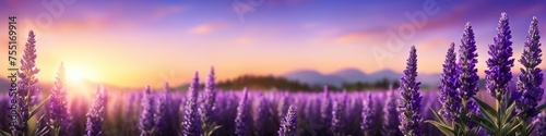 Abstract colorful illustration of lavender against purple sunset, ecology theme, blurred background for social media banner design, website and for your design, space for text