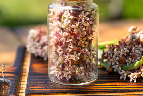 Beautiful white blooms of Asclepias syriaca, commonly known as common milkweed, adorn this glass apothecary bottle photo