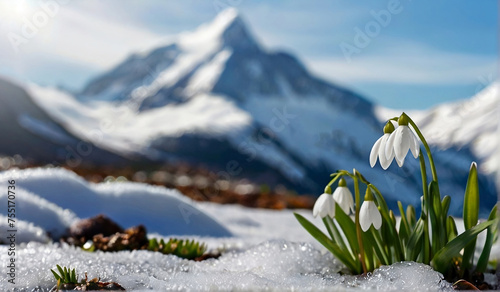 Herald of spring photo