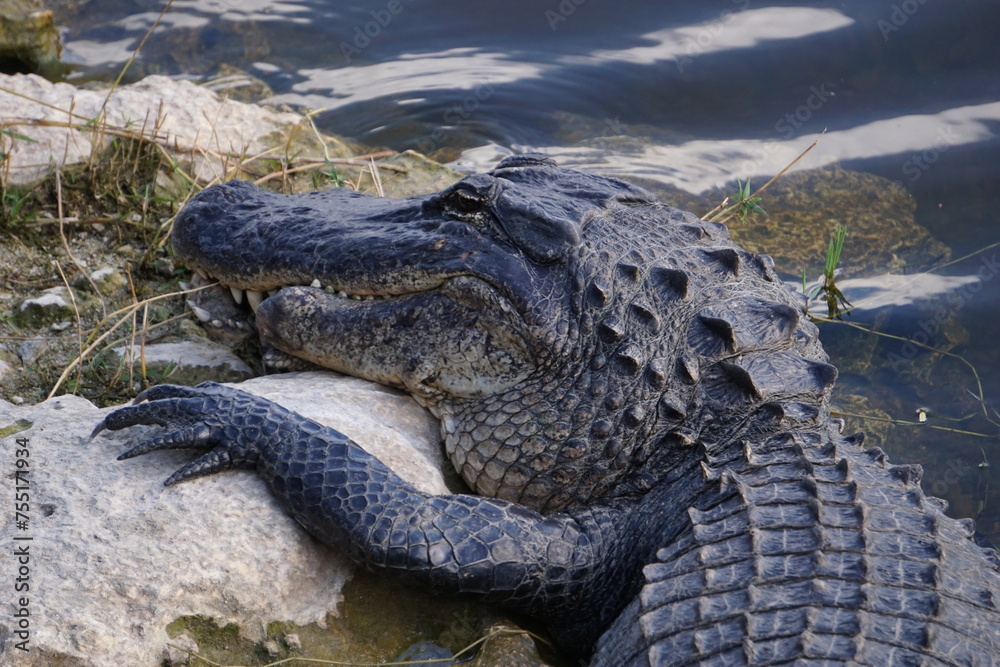 Obraz premium Alligator liegt am Ufer, Everglades, Florida, Close Up Kopf