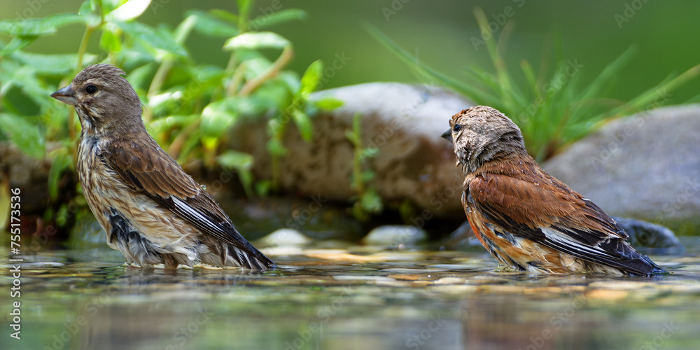 Linnet, Carduelis cannabina, couple bathing. Czechia. Linnet, Carduelis cannabina, couple bathing. Czechia.