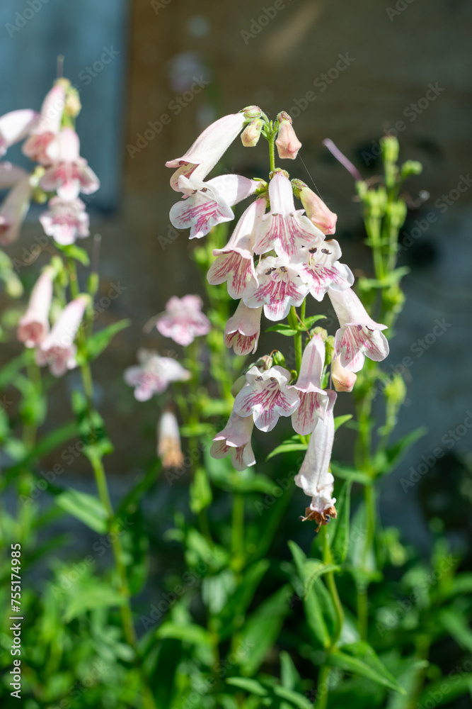 Fototapeta premium Close up of pink penstemon flowers in bloom