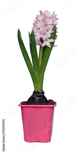 Hyacinth in plastic pot isolated on a white background