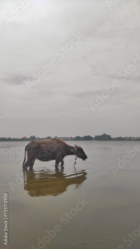 A buffalo on the flooded field to drink, bath and looking for a meal
