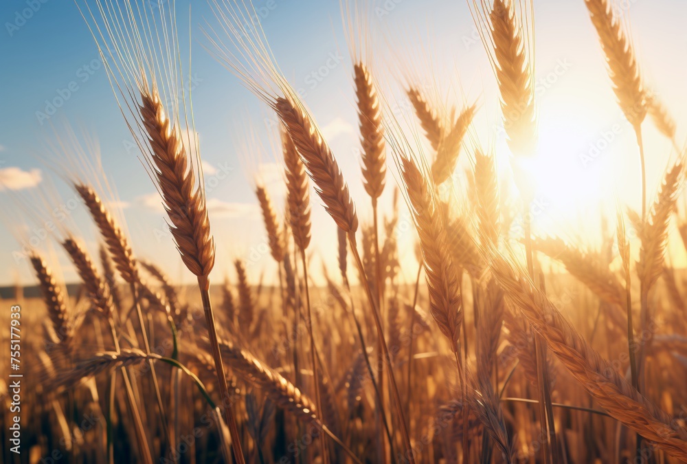 fresh wheat with warm sunshine behind it in a field fresh wheat with warm sunshine behind it in a field