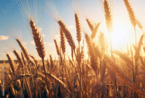 fresh wheat with warm sunshine behind it in a field