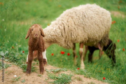 White sheep and little lamb on a meadow with green grass