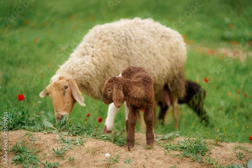 White sheep and little lamb on a meadow with green grass