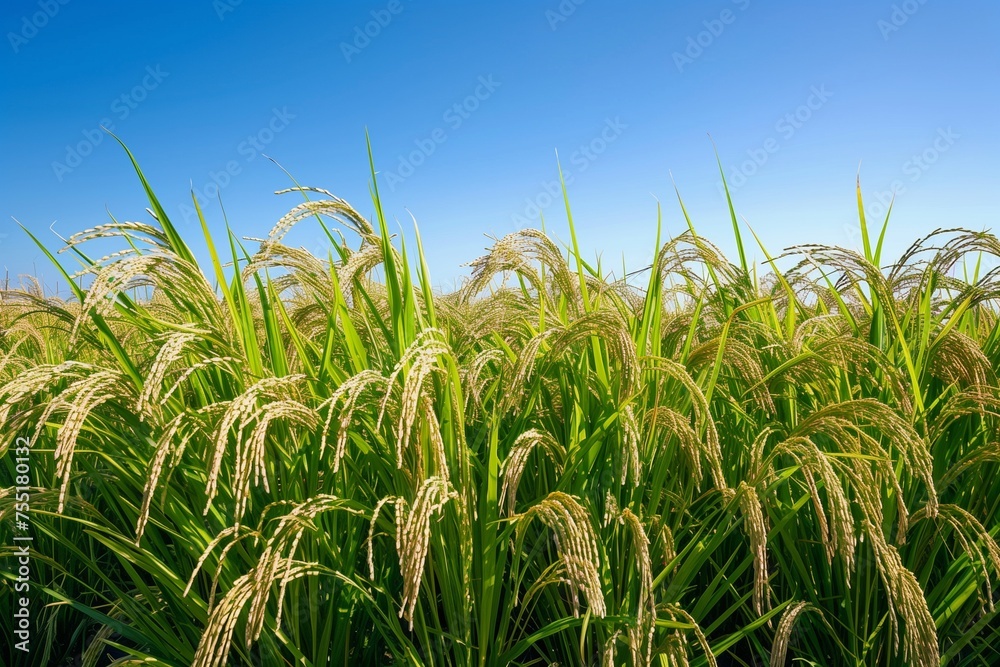 Sustainable Living and Farming on Earth Day, Illustrated by a Thriving Rice Field Under a Clear Blue Sky