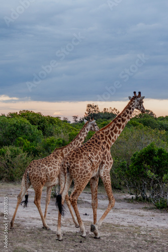 Maasai giraffe or  Kilimanjaro giraffe  Giraffa tippelskirchi  at Maasai Mara National Reserve  Narok  Kenya