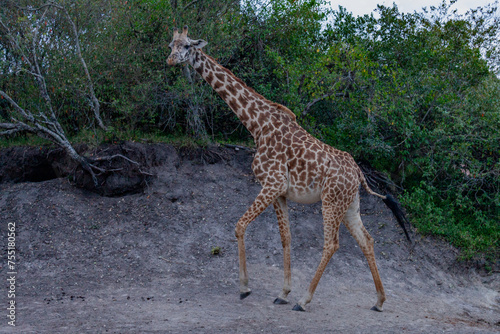 Maasai giraffe or  Kilimanjaro giraffe  Giraffa tippelskirchi  at Maasai Mara National Reserve  Narok  Kenya