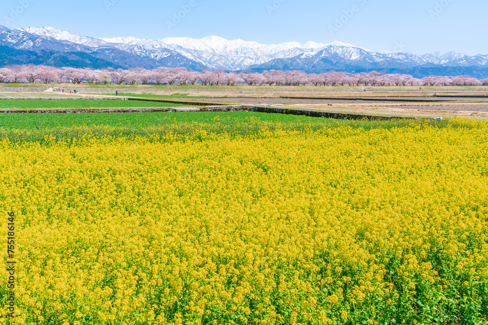 菜の花と桜と朝日岳 菜の花と桜と朝日岳