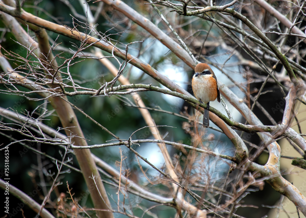 Bill-headed Shrike (Laniocteus seneg??us) - Sub-Saharan Africa & Southwest Asia Bill-headed Shrike (Laniocteus seneg??us) - Sub-Saharan Africa & Southwest Asia