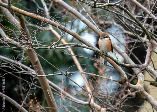 Bill-headed Shrike (Laniocteus seneg??us) - Sub-Saharan Africa & Southwest Asia photo