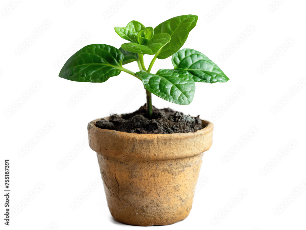 Muda de planta com terra em fundo transparente para uso em design. Uso: design ambiental, ilustração botânica, ecologia, conceitos de crescimento Muda de planta com terra em fundo transparente para uso em design. Uso: design ambiental, ilustração botânica, ecologia, conceitos de crescimento