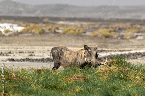 Djibouti,  a warthog near the lake Abbe in the Afar depression © Angela Meier