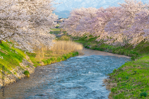 舟川べりの桜と立山連峰 photo