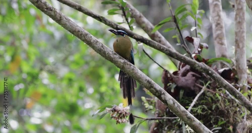 A Momotus aequatorialis enjoying a sweet and juicy grape on a sunny day. Its beautiful blue and green plumage contrasts with the pinkish tone of the fruit, creating a vibrant and colorful image.