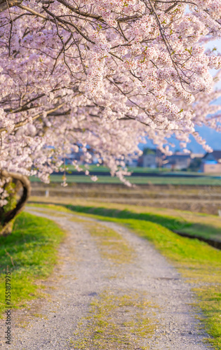 舟川べりの桜 © takusan