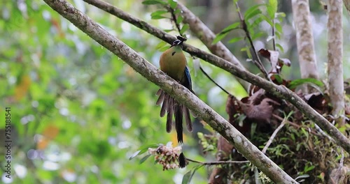 A Momotus aequatorialis enjoying a sweet and juicy grape on a sunny day. Its beautiful blue and green plumage contrasts with the pinkish tone of the fruit, creating a vibrant and colorful image.
