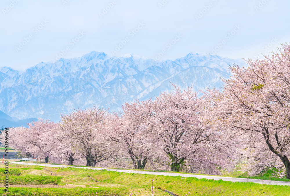 舟川べりの桜と立山連峰