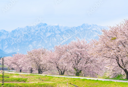 舟川べりの桜と立山連峰