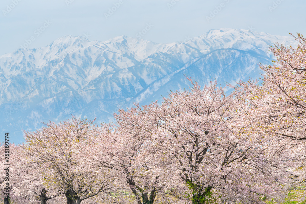 舟川べりの桜と立山連峰