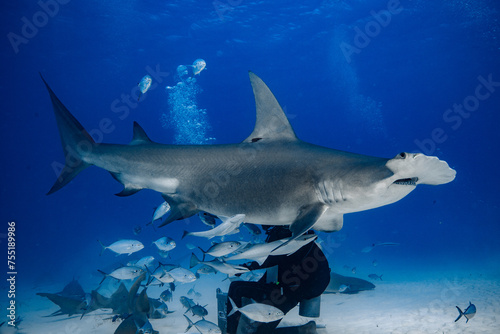 Great Hammerhead in Bimini, The Bahamas photo