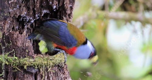 A Semnornis ramphastinus, also known as the Toucan Barbet, perched on a branch. The bird's colorful plumage and unique bill are highlighted in the image.