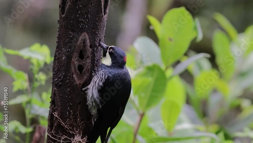 The Acorn Woodpecker, or 